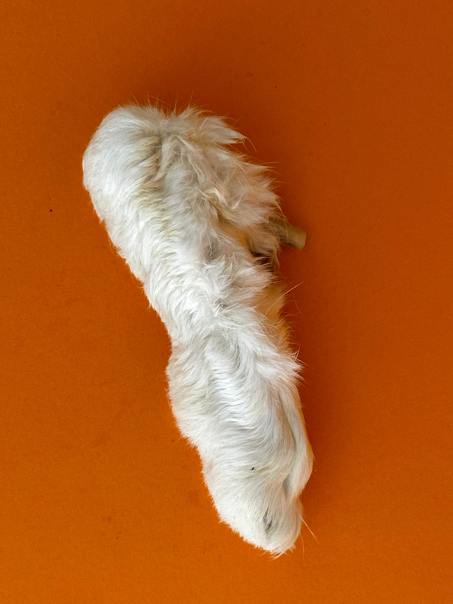 Rabbits Feet with Fur
