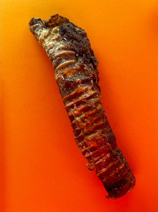 Beef Trachea