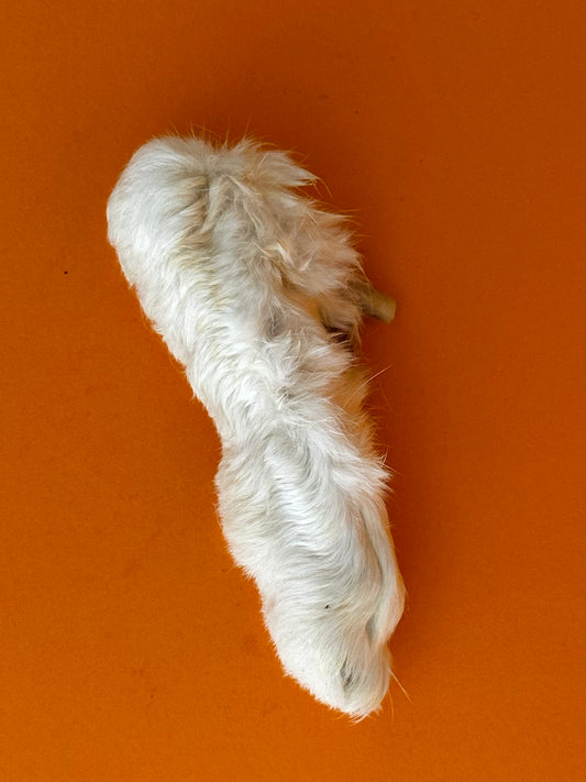 Rabbits Feet with Fur