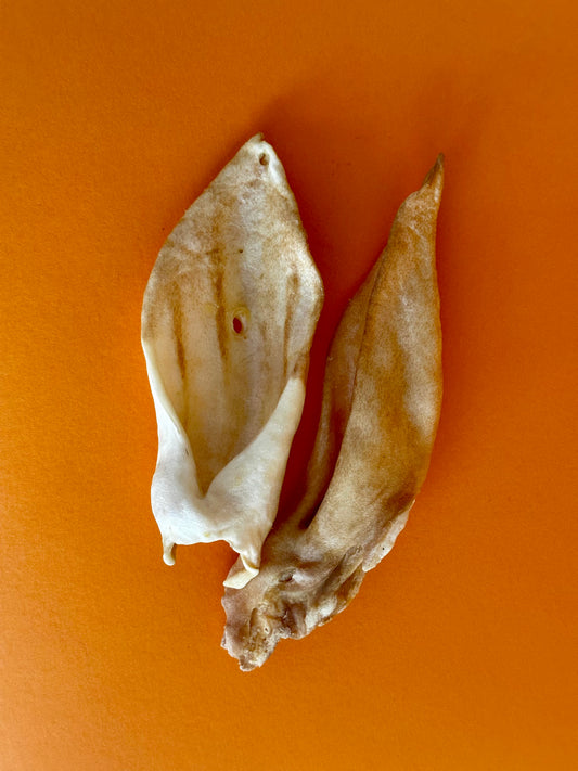 Lambs Ear