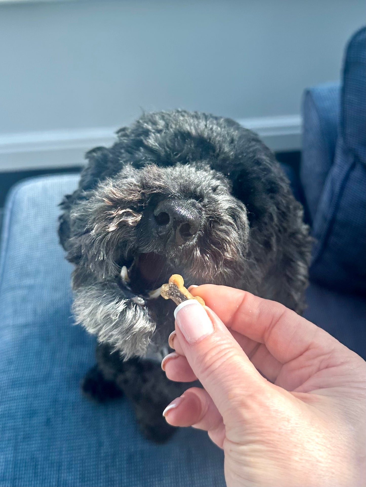 Duck & Orange Bones Training Treats