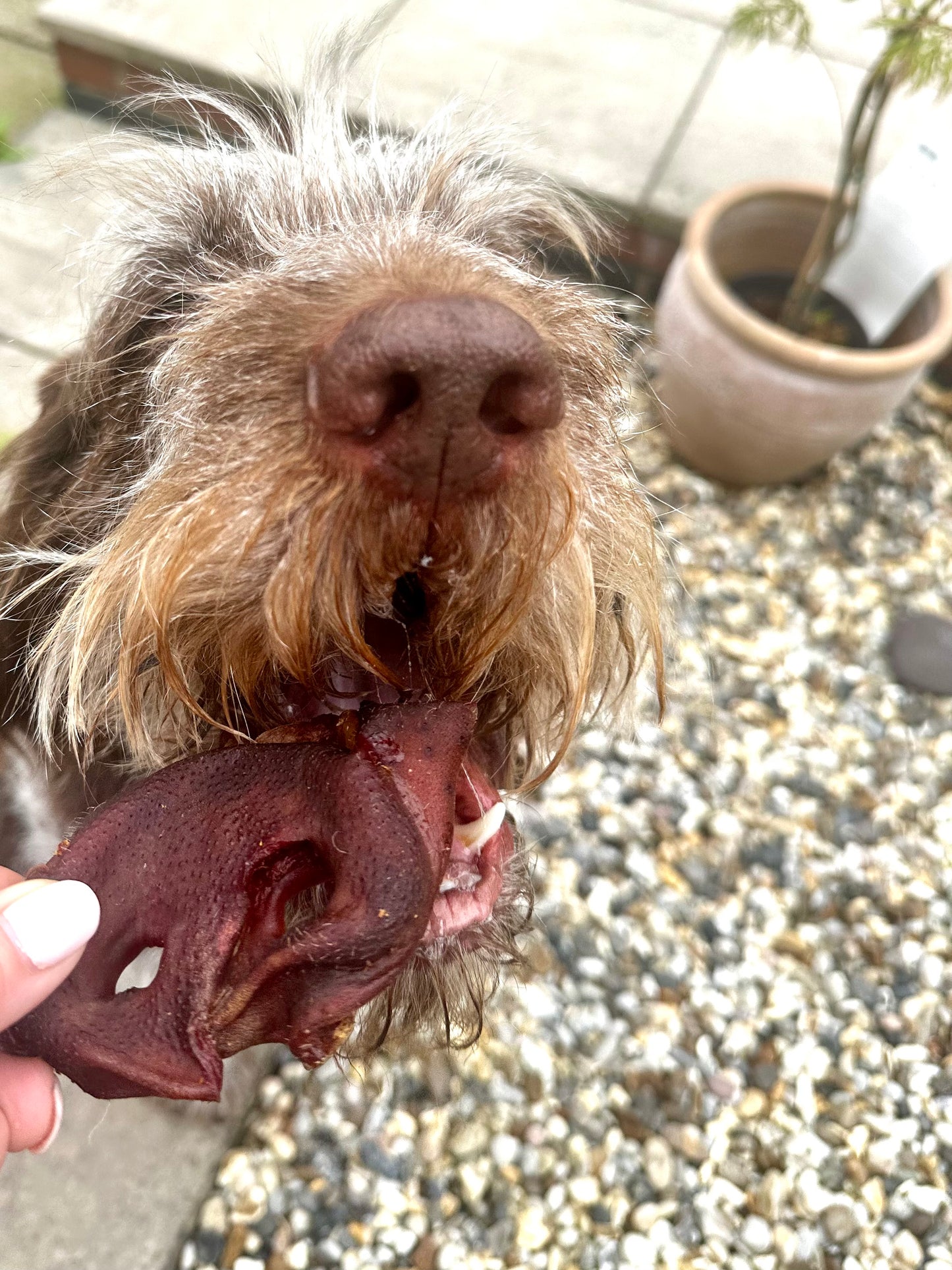 Porky Snout