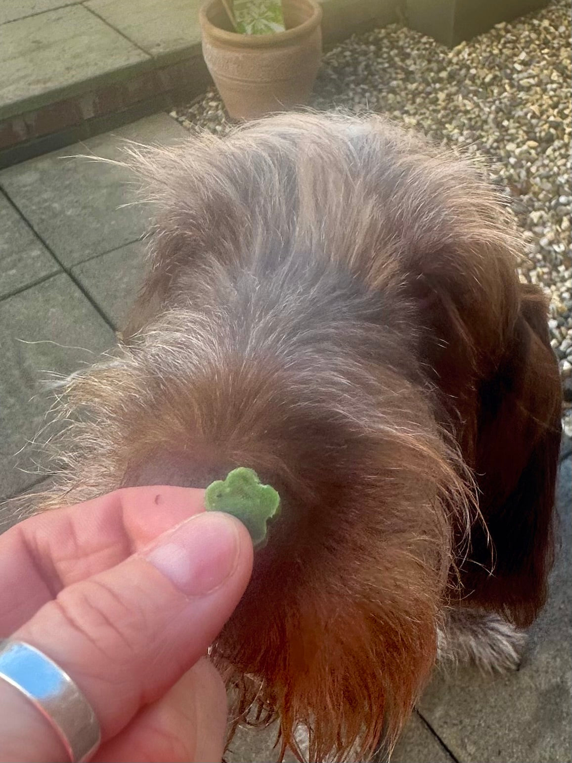 Fruit Salad Training Treats