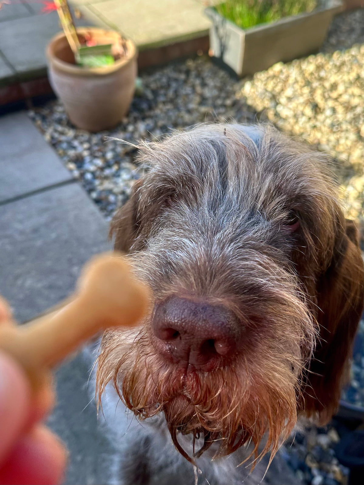 Apple and Banana Bone Shaped Biscuits