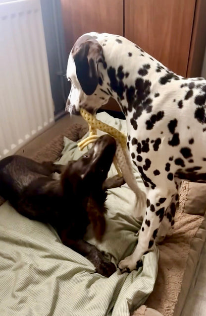Interactive Loop Dog Toy.
